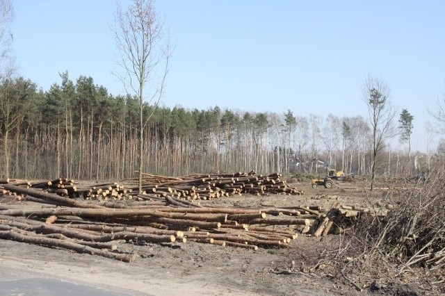 Wycięto około 100 drzew. Obecnie teren jest porządkowany.