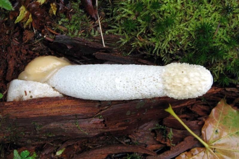 Sromotnik bezwstydny - Phallus impudicus. Grzyb, który może zdziwić (zdjęcia)