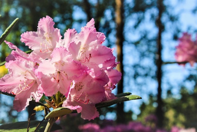 Piękny rododendronRododendron (inaczej różanecznik) jest wyjątkowym krzewem, który pięknie prezentuje się nie tylko w parku, ale i w ogrodzie. Niestety jego pielęgnacja nie zalicza się do prostych zadań. Częstym błędem jest zasypywanie podstawy krzewu. W zbyt głębokiej ściółce rozwijają się grzyby, a roślina zamiera. Natomiast pożółkłe liście rododendronu świadczą o wysokim pH podłoża, które trzeba zakwasić.