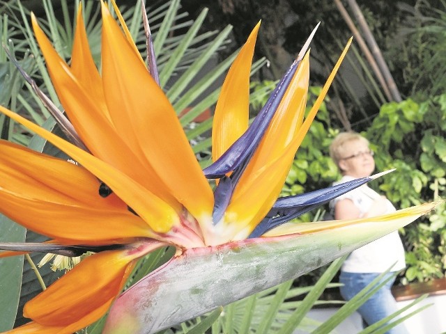 Ten piękny okaz zakwitł właśnie w palmiarni na terenie pijalni. Aby go obejrzeć, nie trzeba kupować żadnych biletów.