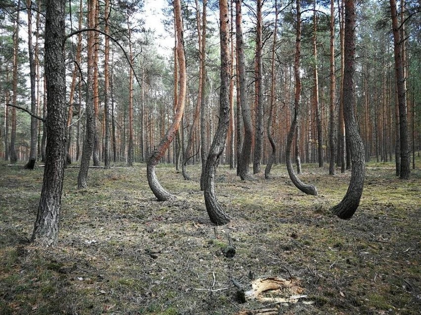 Tańczący las na Dolnym Śląsku to prawdziwy cud natury. Znacie to miejsce? [ZDJĘCIA] 