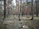 Tańczący las na Dolnym Śląsku to prawdziwy cud natury. Znacie to miejsce? [ZDJĘCIA] 
