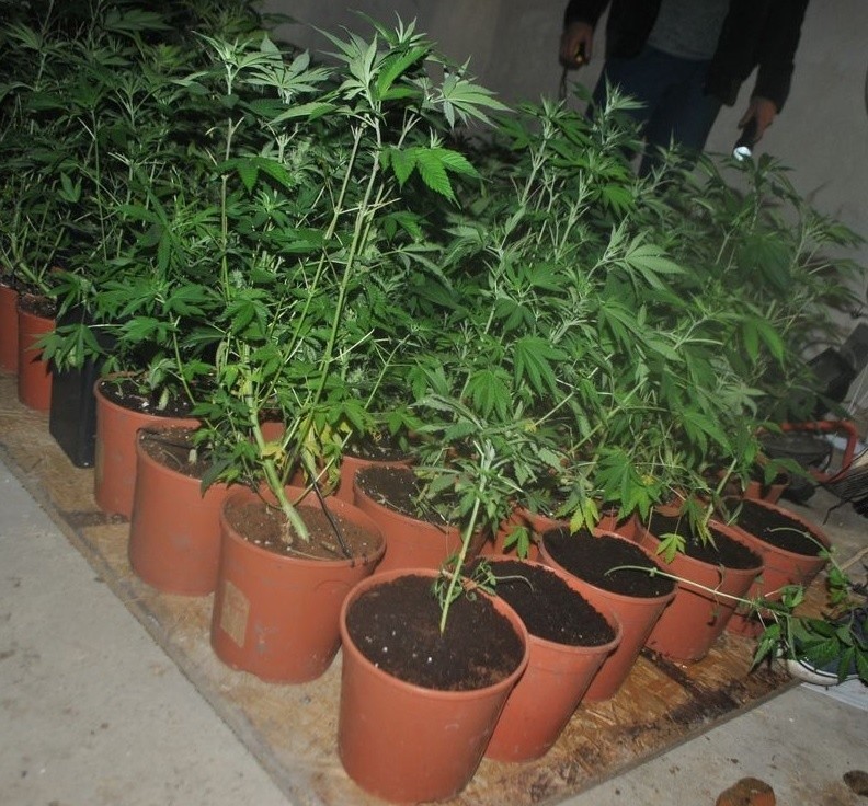 Policjanci zlikwidowali plantację marihuany w gminie Pokój