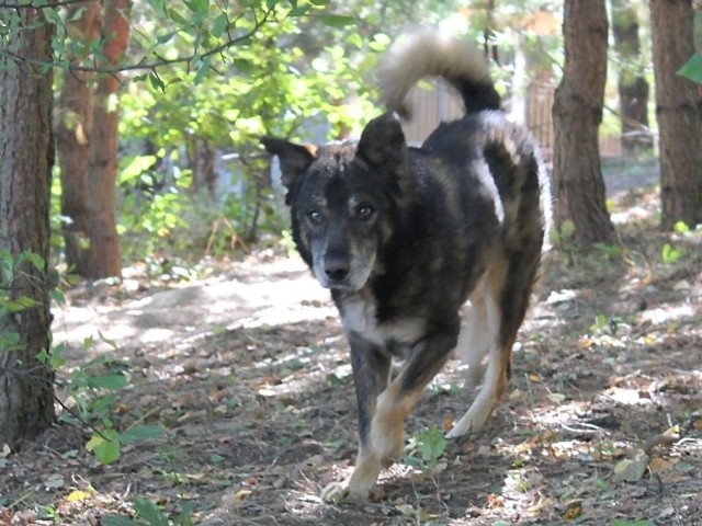 Ten pies, któremu dano imię Bonus, trzy dni spędził w kloace szaletu w Rudzie, w gminie Brody.