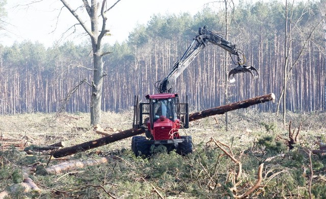 Wycinka drzew pod południową obwodnicę Zielonej Góry