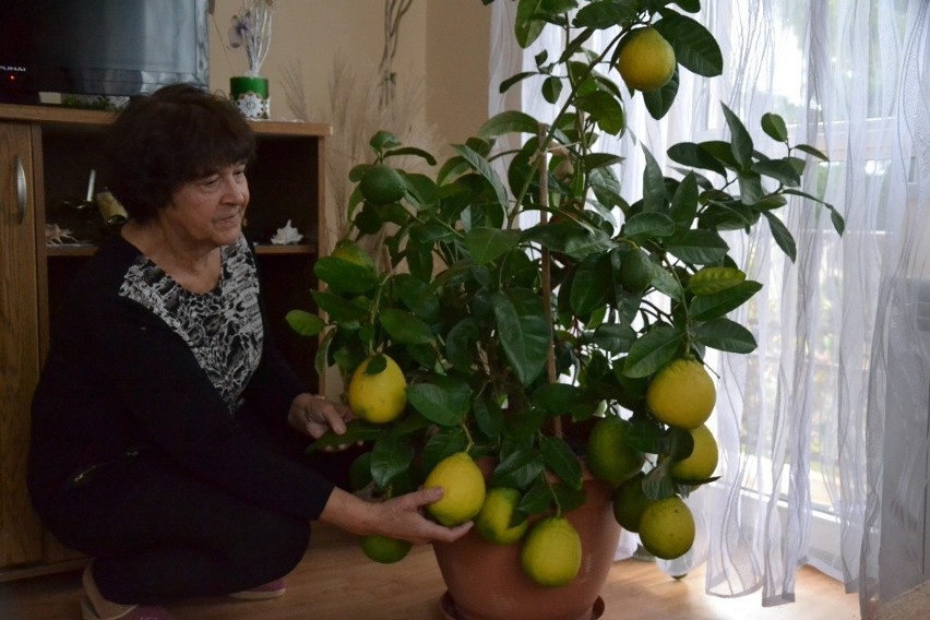 Krystyna Borkowska z Chrostkowa przemienia nici i papier w prawdziwe cudeńka. Jej kolejną pasją jest ogród.