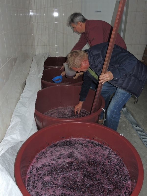 Zobacz, jak adepci winiarstwa uczą się robić dobre wino