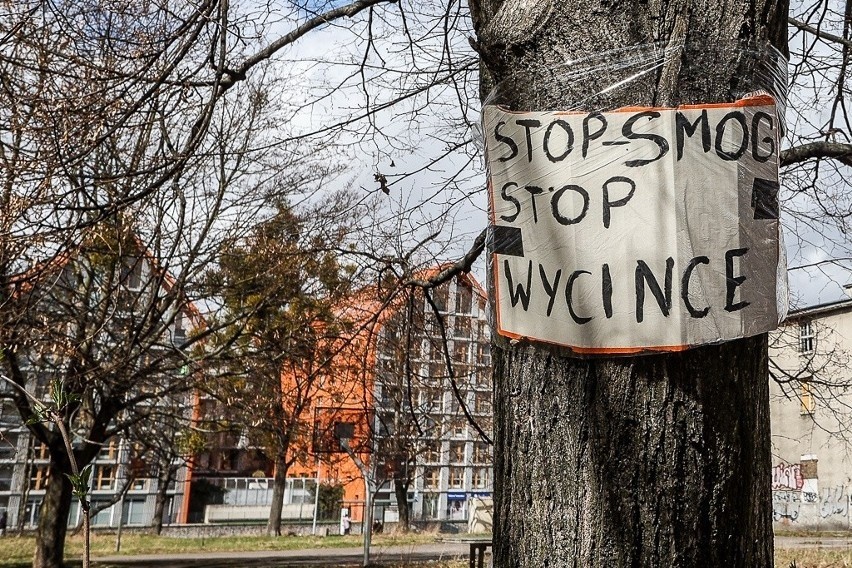 Piątka dla zielonego Gdańska i Nowa zielona polityka - władza i opozycja o ochronie drzew w Gdańsku