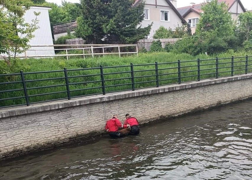 Do kanału Raduni wpadł koziołek. Udana akcja straży miejskiej i pożarnej w Gdańsku. Zwierzę całe i zdrowe wypuszczone zostało na wolność