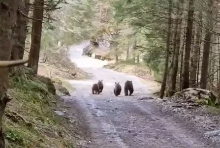 Screen z nagrania czterech niedźwiedzi w Dolinie Kościeliskiej