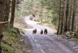 Co za spotkanie w Tatrach! Cztery niedźwiedzie na szlaku w Dolinie Kościeliskiej. Niezwykły film