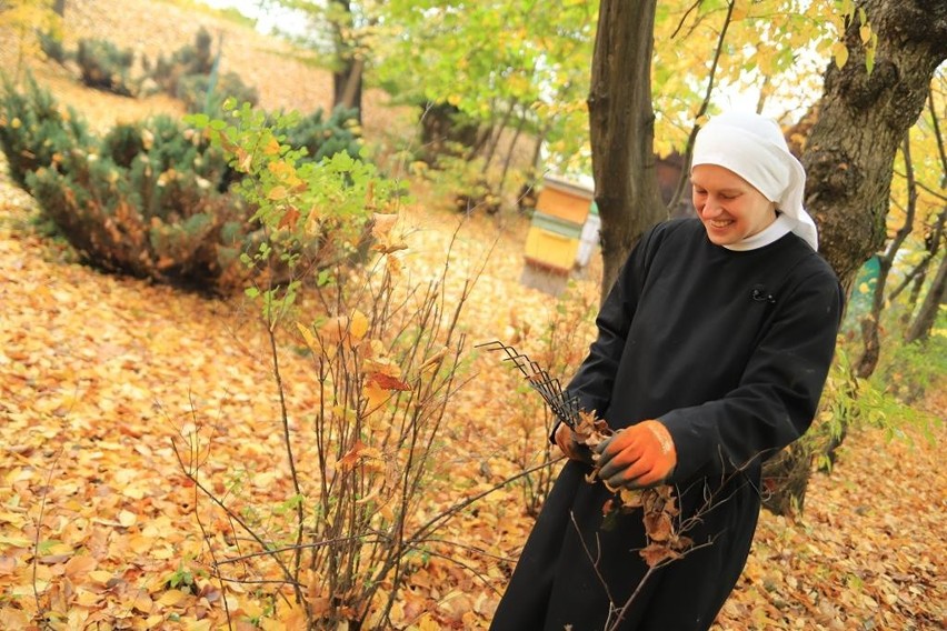 Siostry benedyktynki ze Staniątek sprzedają chryzantemy,...