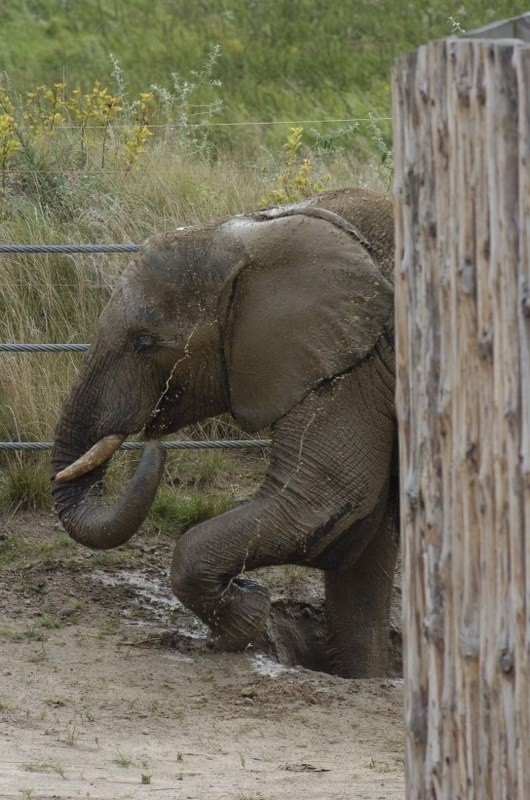 Słonie w Nowym Zoo w Poznaniu.