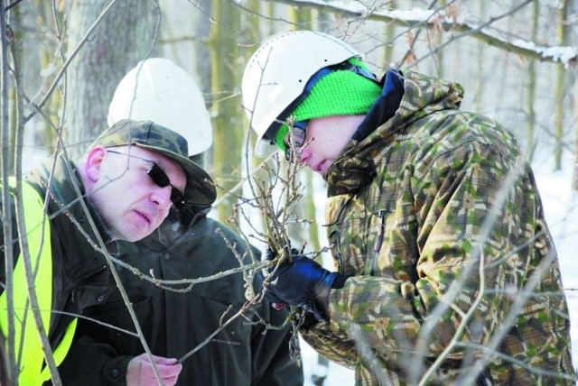 Eksperci pobierają gałązki z drzew, aby sprawdzić, czy są zaatakowane przez szkodniki