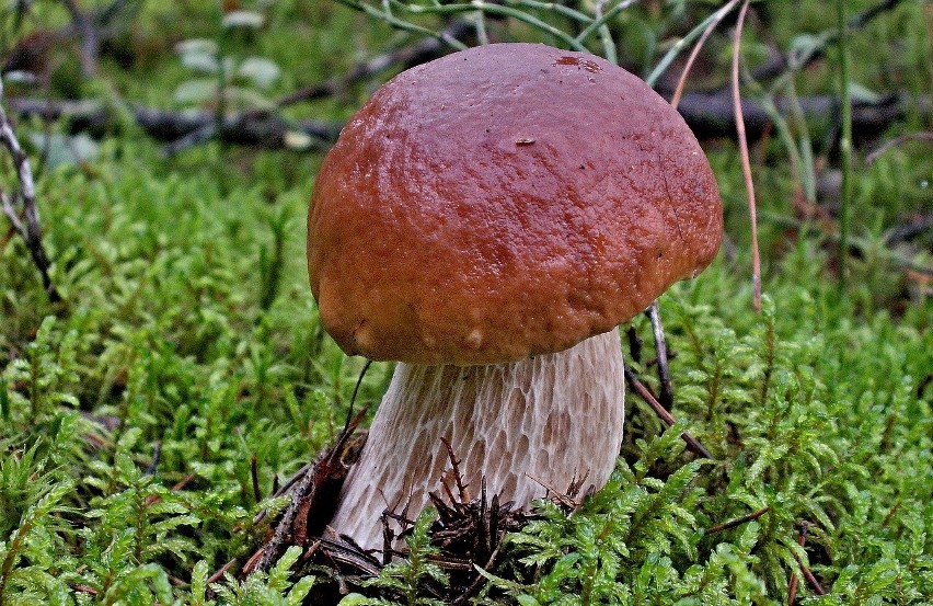 Podczas zbioru grzybów należy uważać na trujące okazy!