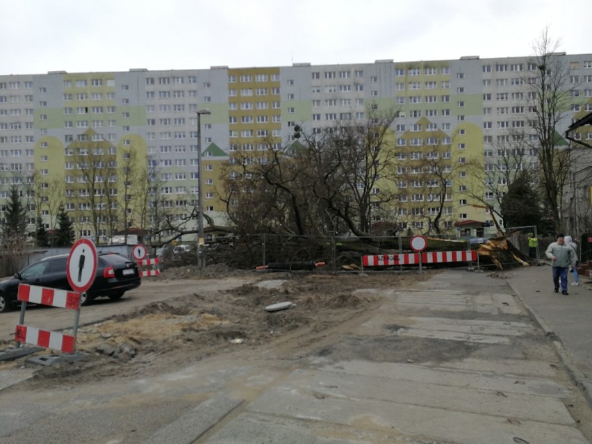 Dziś przed południem runął zabytkowy wiąz przy ul. Wiązowej....