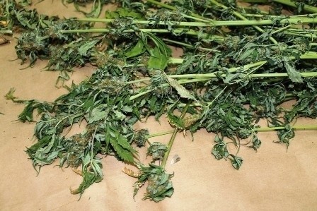 500 gramów marihuany i krzaki konopi indyjskich. Złapali dilerów