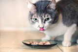 Tego nie może jeść kot! Sprawdź, po czym koty mogą się rozchorować. Co może je otruć? Jakie jedzenie można podawać kotom?
