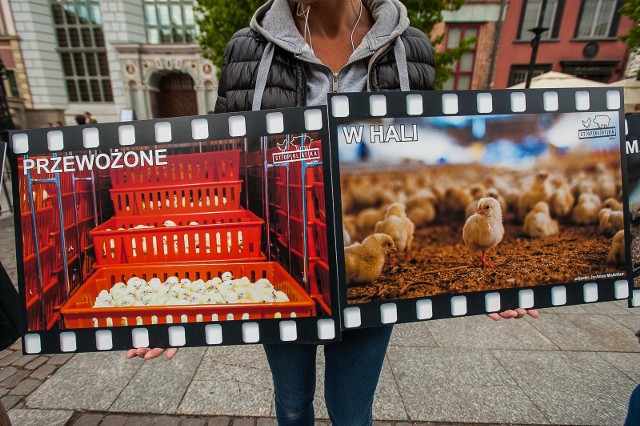 „STOPKLATKA” - pod tym hasłem w miastach całego kraju aktywiści praw zwierząt ukazują brutalny świat przemysłowej hodowli kur na mięso. W sobotę 11 maja akcja ze zdjęciami dokumentującymi cierpienia brojlerów, czyli odmiany drobiu najczęściej lądującej na talerzu zaprezentowali w Gdańsku.