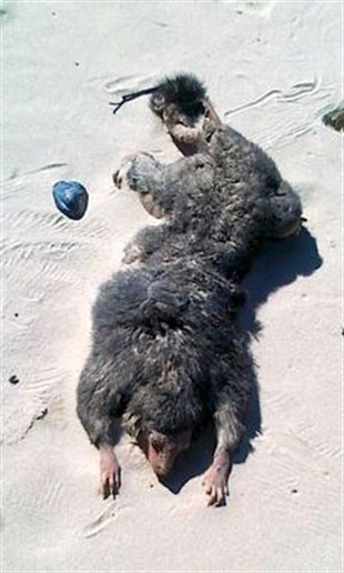 To "coś" znaleziono na plaży w Australii. Przypomina wam...