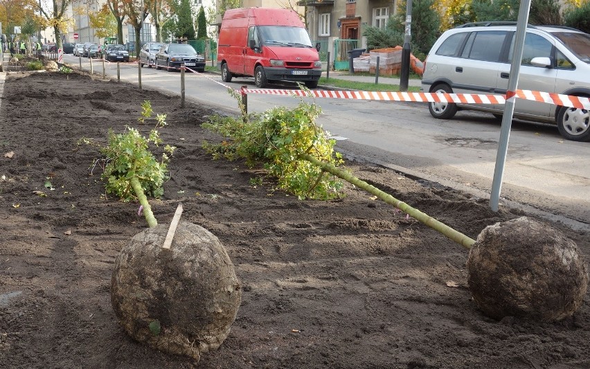 Wzdłuż poznańskich ulic posadzone zostaną nowe drzewka. 700...