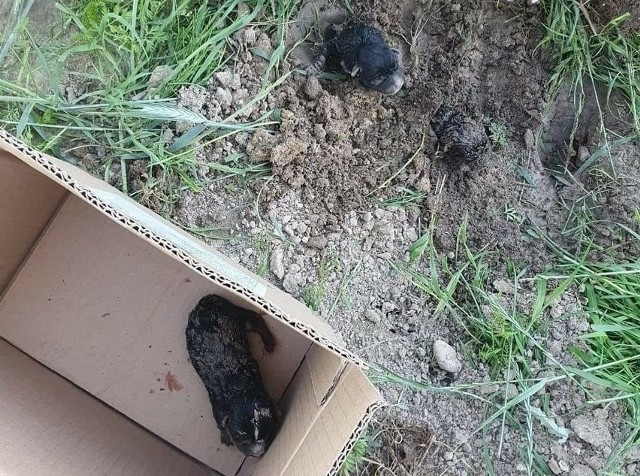 10 czerwca w miejscowości Zalesie k. Ostrowa Wlkp. żywcem zakopane zostały trzy szczeniaki.