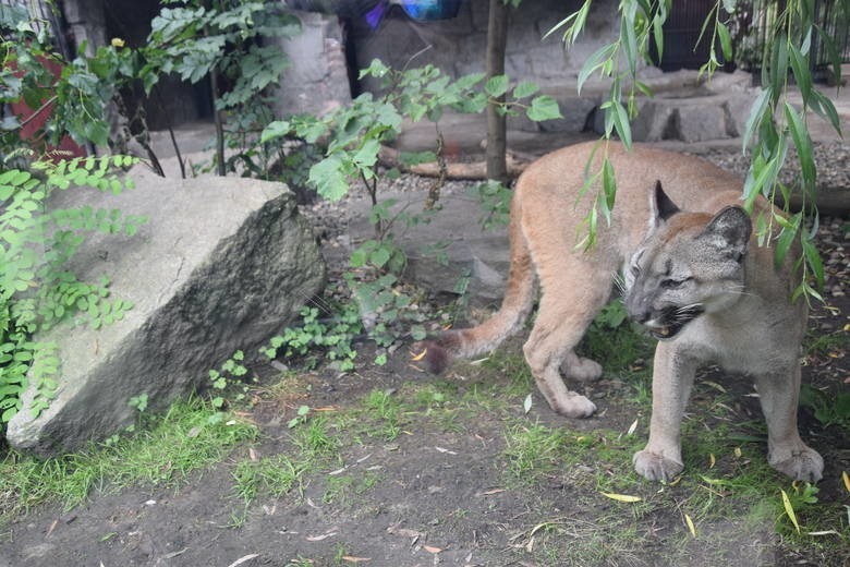 Puma Nubia zostaje w chorzowskim zoo....