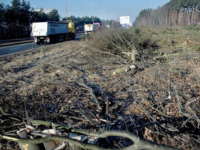 Wycinka drzew przy ulicy Struga musiała się zakończyć przed rozpoczęciem okresu lęgowego ptaków