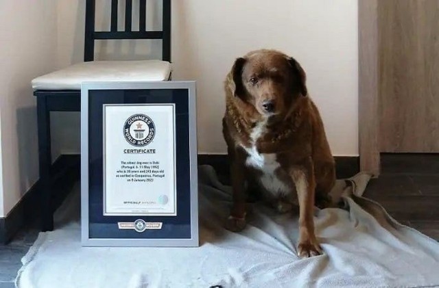 Bobi Najdłużej żyjący pies na świecie Kliknij w kolejne zdjęcie, żeby poznać rasypsów, które żyją najdłużej i najkrócej