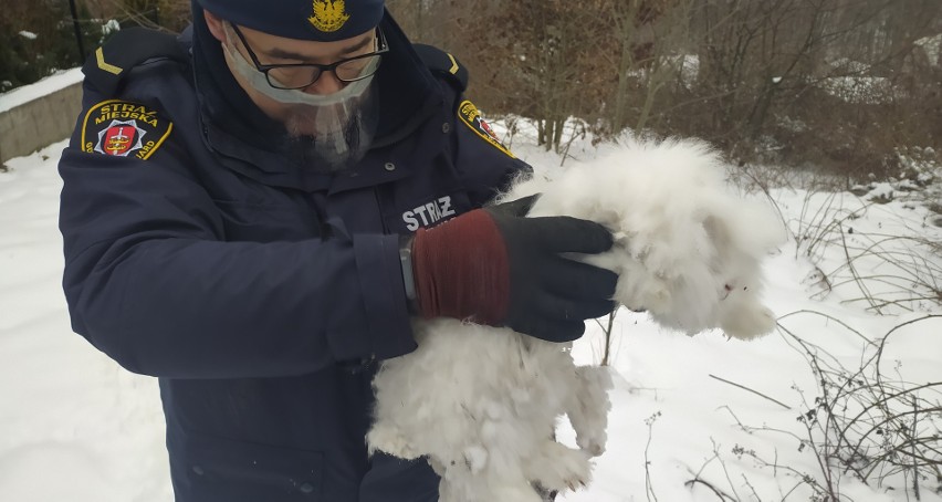 Gdynia: Króliki porzucone na pewną śmierć! 03.02.2021. "Barbarzyństwo, to się w głowie nie mieści"