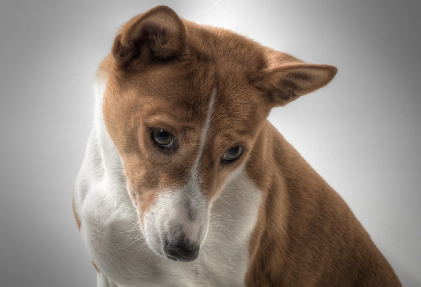 Basenji...