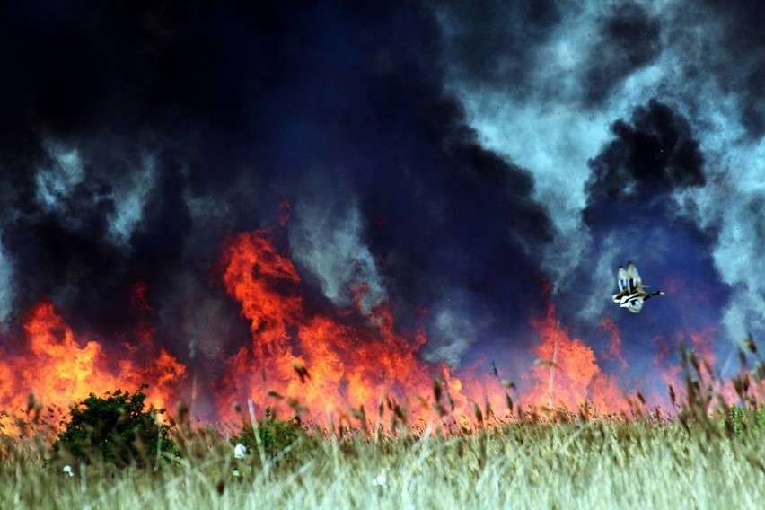 Płoną trawy i trzciny. Strażacy walczą z ogniem zarówno z...