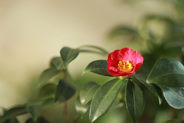 Kwitnąca kameliaKamelia to dosyć kapryśna roślina, ale za właściwe warunki odwdzięcza się pięknymi kwiatami, które długo utrzymują się na gałązkach.