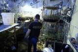 Hodowla marihuany w Lubiczu: 800 roślin. Koniec procesu matki i syna!