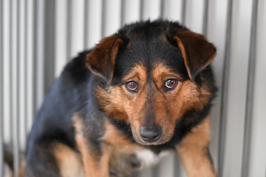 Schronisko w Zawierciu prosi o pomoc w adopcji zwierząt. Jak możesz zaadoptować lub pomóc? WIDEO