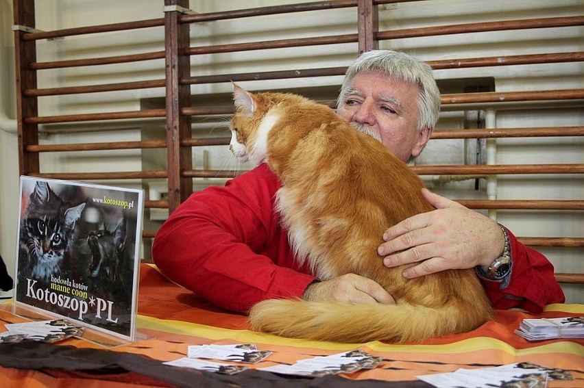 Wystawa kotów rasowych we Włocławku