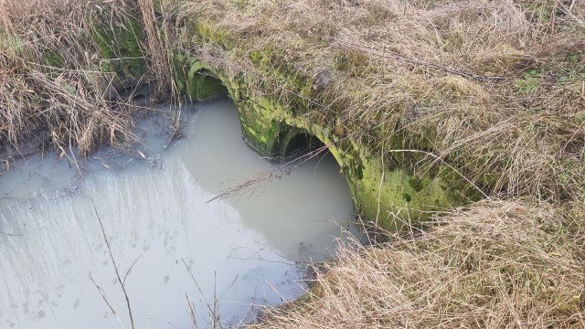 Tak wyglądało niedawne zanieczyszczenie Kanału Smyrnia Duża w pobliżu Inowrocławia (patrz także kolejne zdjęcia!).