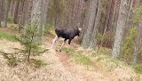 Leśnicy w lasach Nadleśnictwa Choczewo w powiecie wejherowskim uchwycili na filmie łosie