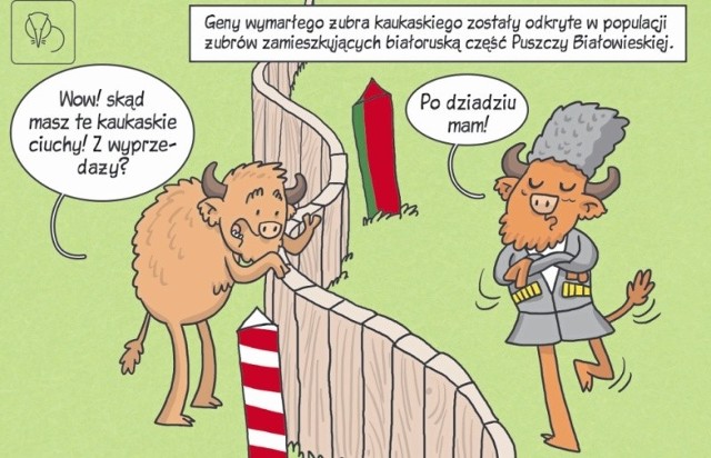 Tym razem dr Tomasz Samojlik narysował komiks o żubrach żyjących w Puszczy Białowieskiej