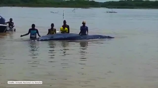 Mieszkańcy nadmorskiego kolumbijskiego miasta Cartagena uratowali wieloryba, który ugrzązł na mieliźnie w Zatoce Barbacoas.