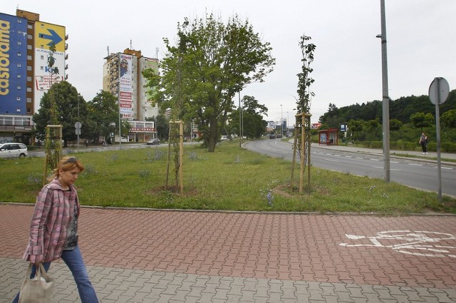 Nasz Czytelnik słusznie zauważył, że drzewa nie powinny być sadzone w miejscu, gdzie jest przewidywane torowisko.