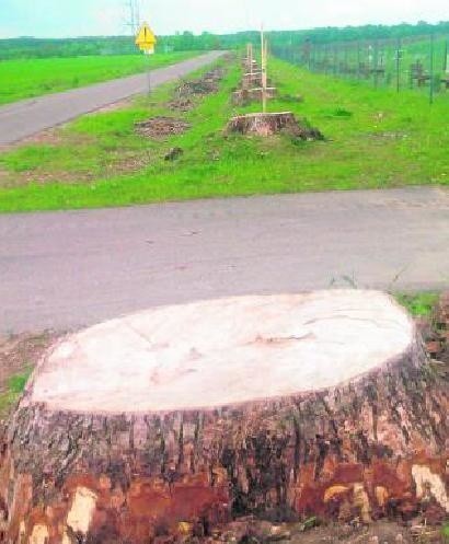 Po wyciętych topolach pozostały jeszcze duże pnie. Lada dzień mają one zostać usunięte.