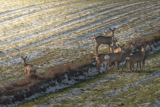 Siedem samic (kóz) i jeden samiec (kozioł) z charakterystycznymi parostkami (odrastającym porożem) pokrytymi zimą i na wiosnę ochronną warstwą skórną o nazwie scypuł.