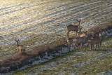 Stado saren na skalbmierskich polach na tle pięknego zimowego krajobrazu. Siedem samic i jeden samiec. Zobaczcie zdjęcia