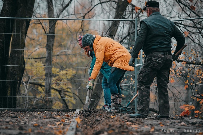 Sadzili żonkile w parku kieszonkowym w Oświęcimiu, którego otwarcie planowane jest już wkrótce [ZDJĘCIA]