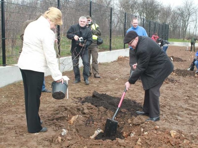 Czesław Gruszewski, zastępca prezydenta Kielc, także posadził swoje drzewo, graba.