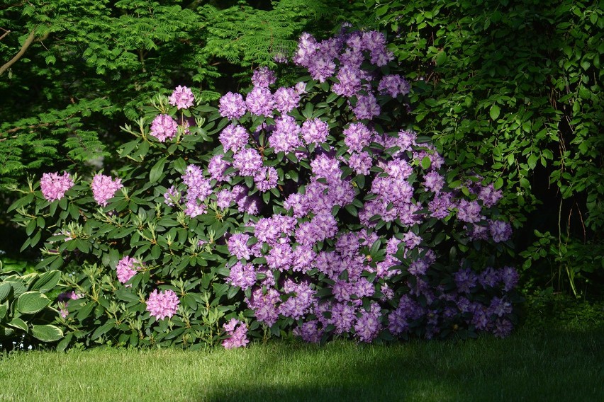 Rododendron odmiany Roseum Elegans