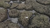 Anglia: Dron z przyczepioną kiełbaską uratował suczkę przed śmiercią na bagnach (WIDEO)