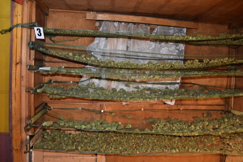 Tymczasem w Chełmie: 26 kilogramów marihuany suszyło się w altance działkowej