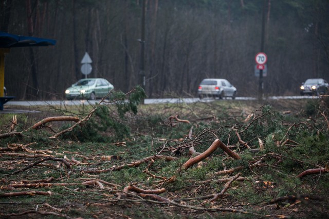 Bydgoszcz pozyskała 113 mln zł unijnego dofinansowania na rozbudowę ulicy Grunwaldzkiej. Część z tych pieniędzy wydano, między innymi, na wycinkę drzew, które stały na drodze nowej drogowej inwestycji